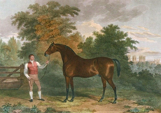 St Leger Winners: St Leger Winner 1802: Orville